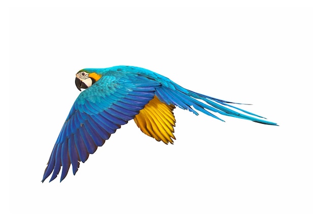 Colorful flying parrot isolated on white background.