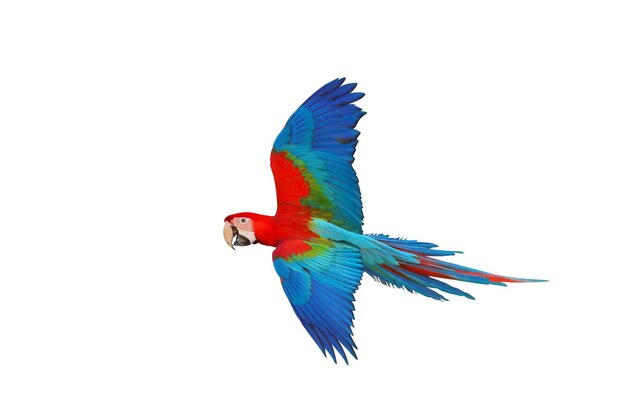 Colorful flying parrot isolated on white background