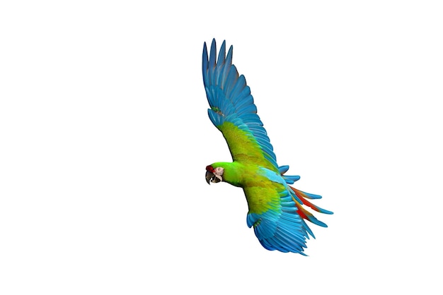 Colorful flying parrot isolated on white background