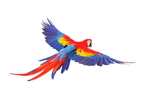 Colorful flying parrot isolated on white background