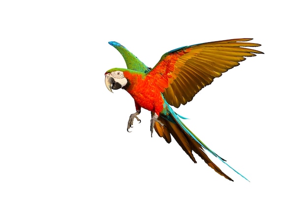 Colorful flying parrot isolated on white background