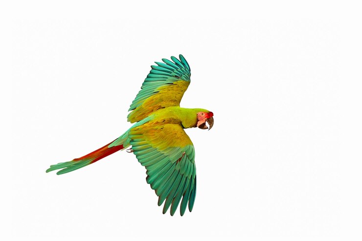 Colorful flying parrot isolated on white background