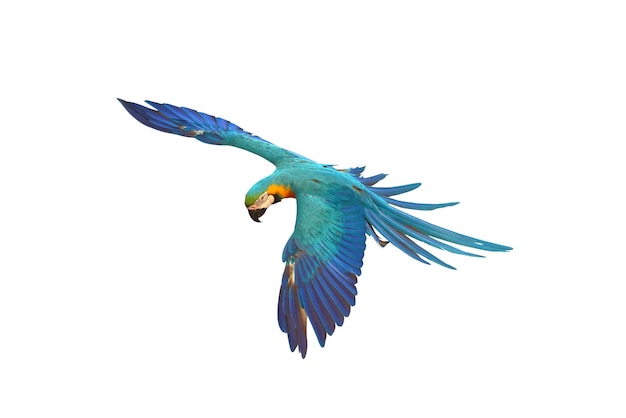 흰색 배경에 고립 된 다채로운 비행 앵무새