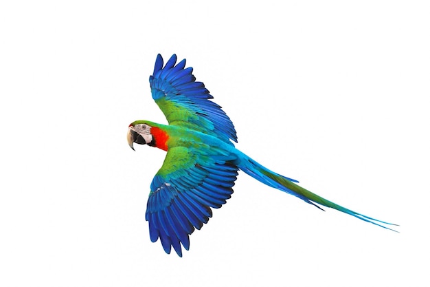 Photo colorful flying parrot isolated on white background