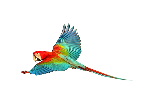 Photo colorful flying parrot isolated on white background