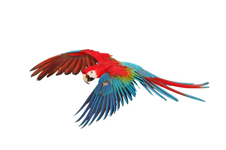 Colorful flying Ruby Macaw parrot isolated on white background with clipping path