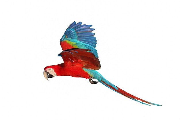 Colorful flying Ruby Macaw parrot isolated on white background