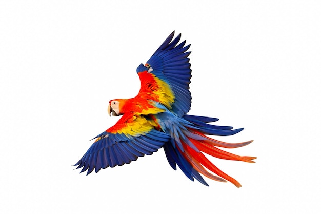 Colorful flying Scarlet Macaw parrot isolated on white background