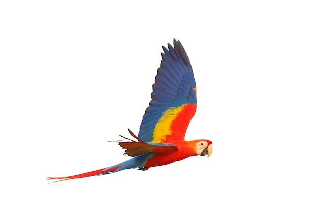 Colorful flying Scarlet Macaw parrot isolated on white background