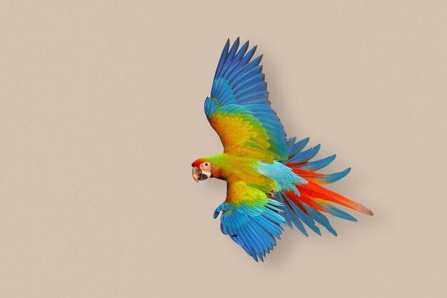 Colorful flying Shamlet macaw parrot on brown background