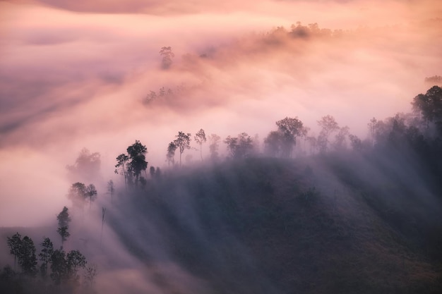 熱帯雨林の木々が茂る山の尾根を流れるカラフルな霧