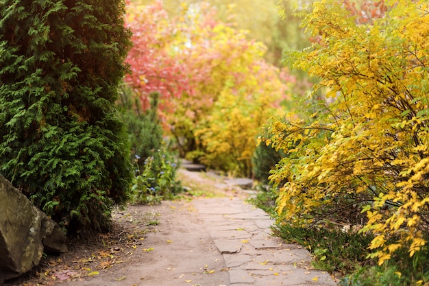 Colorful foliage in autumn park. Autumn landscape