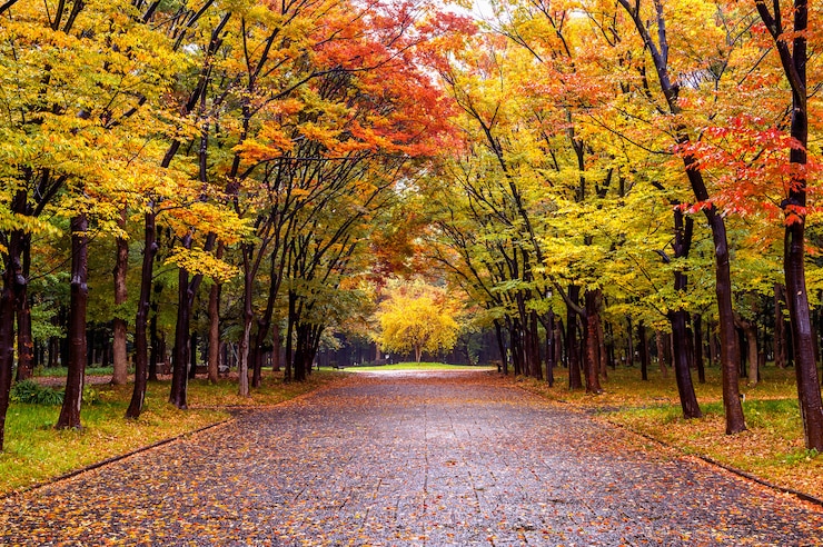 Photo 가 공원에서 화려한 단풍