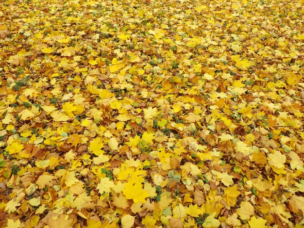 秋の公園の色とりどりの葉