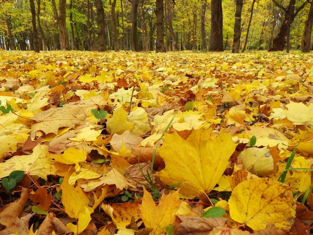 Colorful foliage in the autumn park