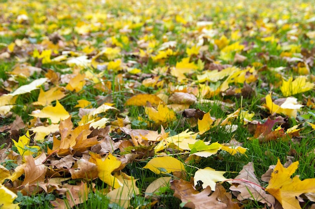 Colorful foliage in the autumn park