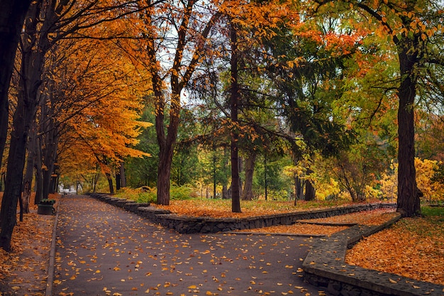 秋の公園で色鮮やかな紅葉