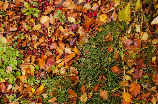 Colorful foliage in sunny woods Autumn natural background  texture with colorful  leaves