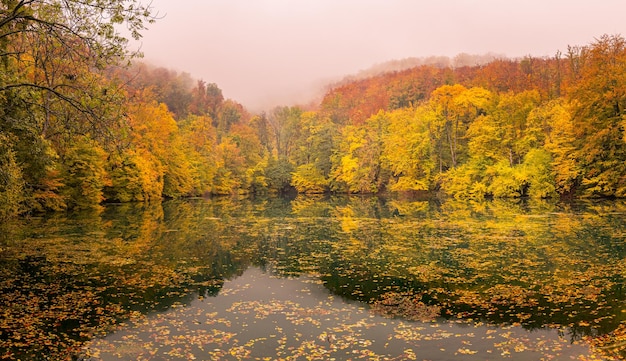 Colorful foliage tree reflections in calm pond water on a morning foggy day autumn day