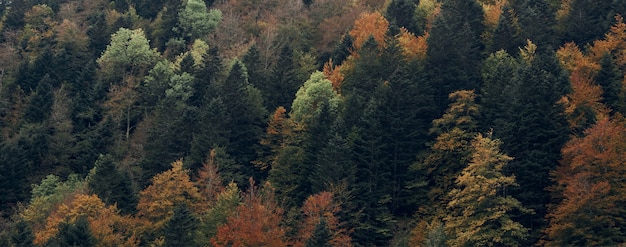 Colorful forest in autumn in the Irati jungle