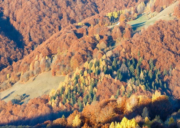 Colorful forest on slope  in autumn misty mountain.