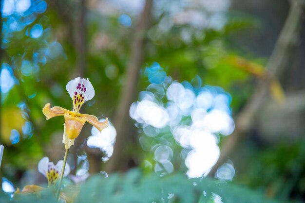 熱帯地方のカラフルな森