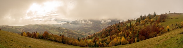 Фото Разноцветные леса в теплых карпатах, покрытые густым серым туманом