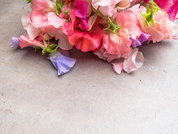 Colorful Fragrant Sweet Pea Flowers copy space