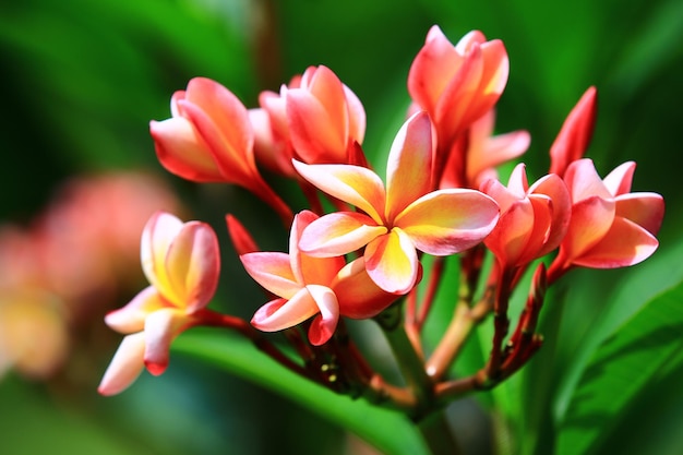 colorful Frangipani flowerscloseup of red with yellow Frangipani flowers blooming in the garden