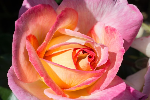 Colorful fresh rose in the close up view