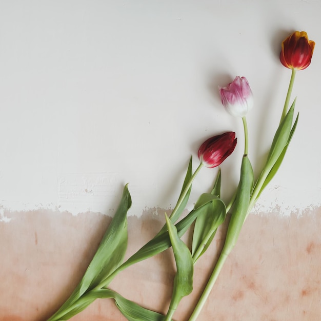 Colorful fresh tulips on a white background