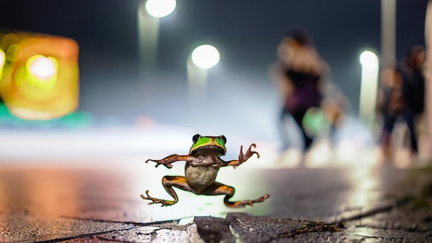 colorful frog jumping on the sidewalk of a busy street lots of legs walking past