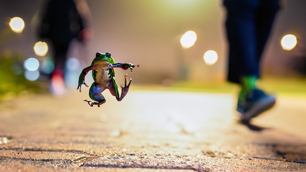 colorful frog jumping on the sidewalk of a busy street lots of legs walking past