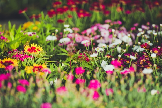 Foto fiori colorati del giardino