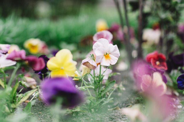 Красочные садовые анютины глазки или трехцветные цветущие цветы Виолы Цветение растений Сосредоточьтесь на белом цветке