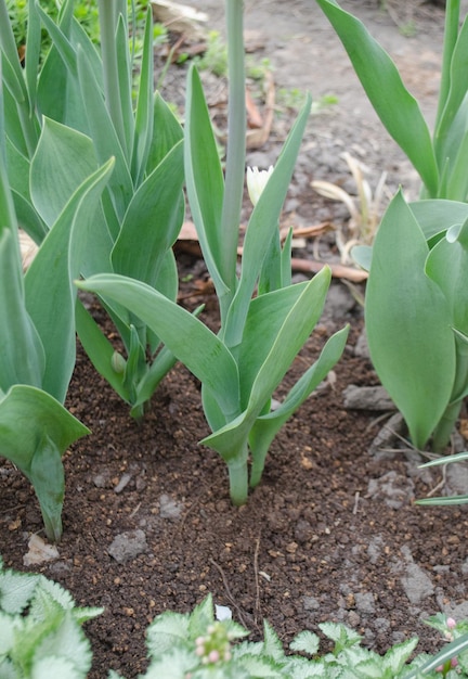 Colorful garden in spring and tulips plant Beautiful garden in spring Growing tulips close up