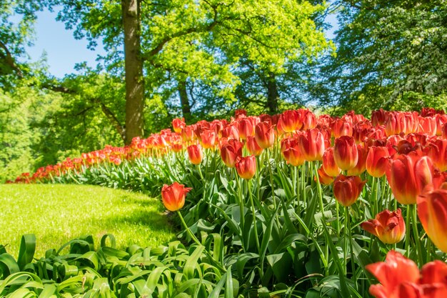 Colorful Garden