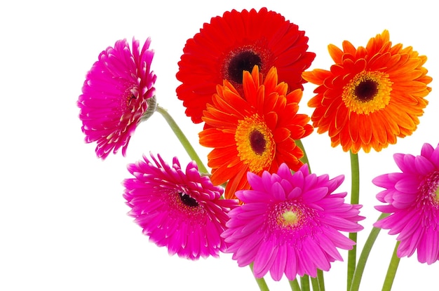 Colorful gerberas on white background
