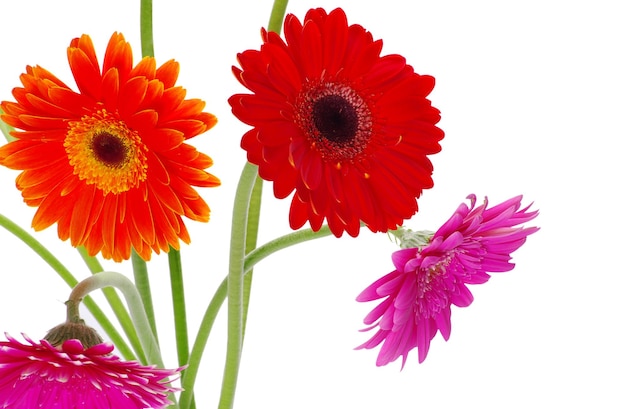 Colorful gerberas on white background