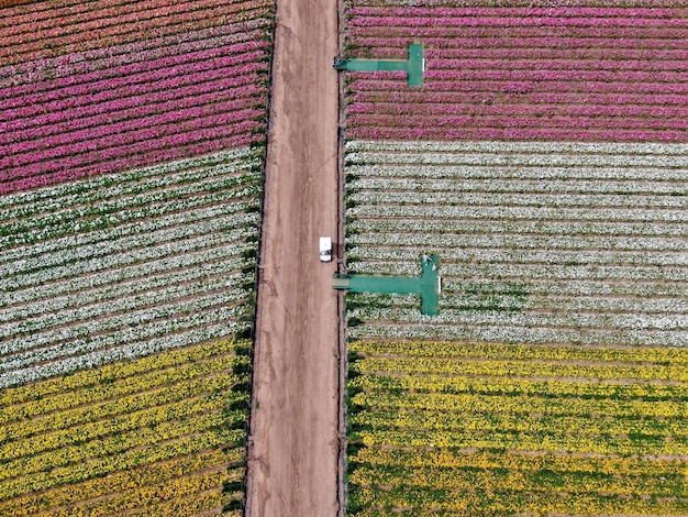 Colorful giant ranunculus flowers field during the annual bloom\
that runs march through mid may