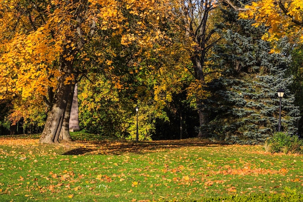 Colorato paesaggio autunnale dorato in una giornata di sole