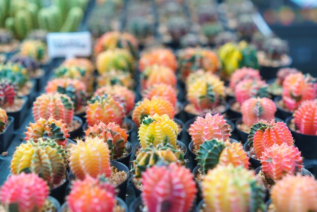 Photo colorful grafted cactus variety