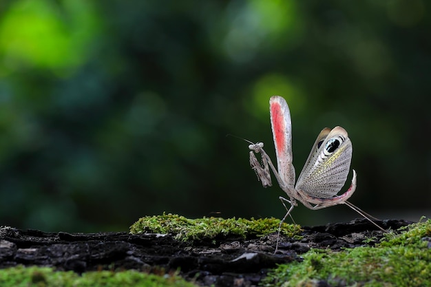 Красочный кузнечик "Предкопуляционный павлиний богомол" гуляет по лесу.
