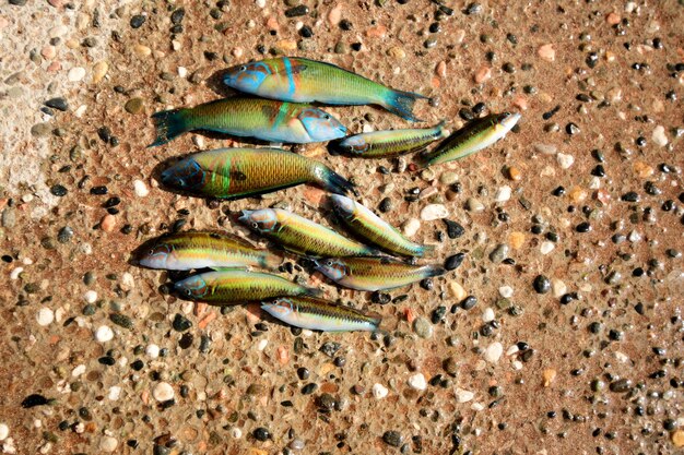 Photo colorful green blue fish in protaras area