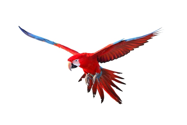 Colorful green wing macaw flying isolated on white background