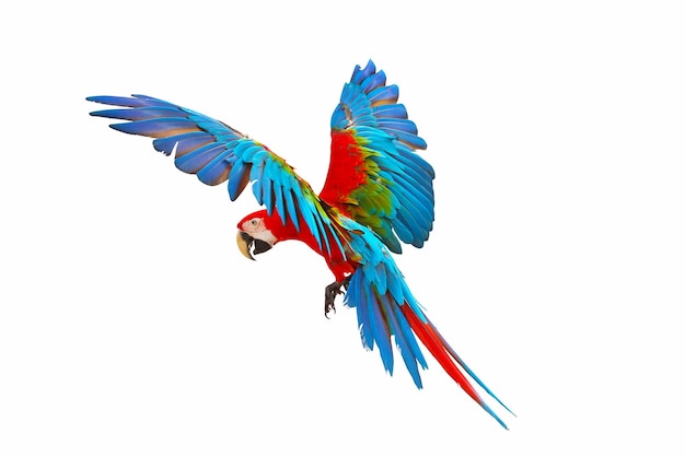 Colorful green wing macaw flying isolated on white background.