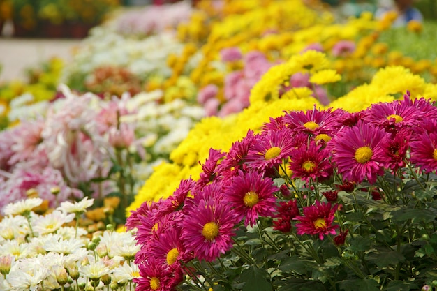 colorful Group of Chrysanthemum