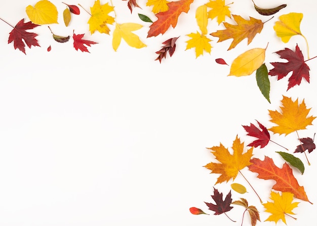 Colorful half of frame of fallen autumn leaves bright autumn leaves concept of month of fall