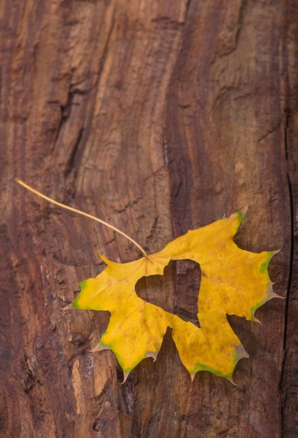 Colorful heart made of autumn leaves on a wooden background.