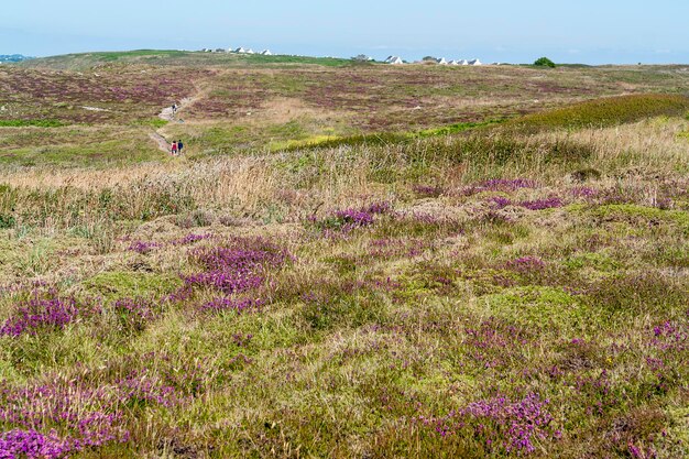 Photo colorful heath vegetation